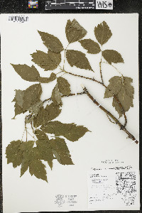 Acer negundo var. violaceum image