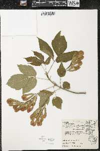 Acer negundo var. violaceum image