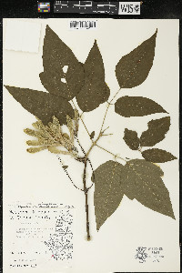 Acer negundo var. violaceum image