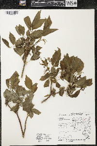 Acer negundo var. violaceum image