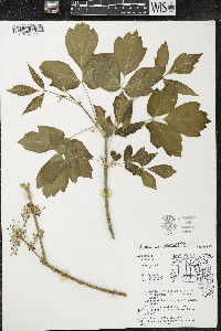 Acer negundo var. violaceum image