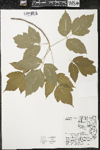 Acer negundo var. violaceum image