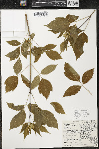 Acer negundo var. violaceum image