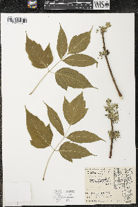 Acer negundo var. violaceum image