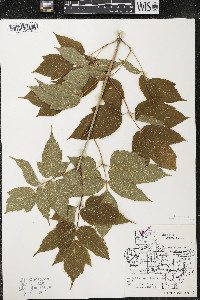Acer negundo var. violaceum image