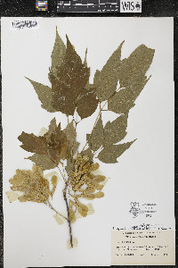 Acer negundo var. violaceum image