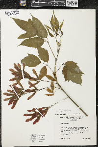 Acer negundo var. violaceum image