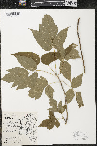 Acer negundo var. violaceum image