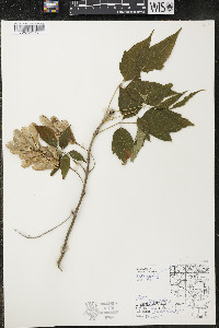 Acer negundo var. violaceum image