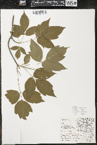 Acer negundo var. violaceum image