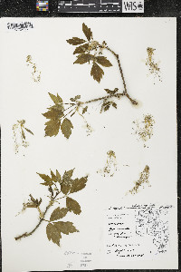 Acer negundo var. violaceum image