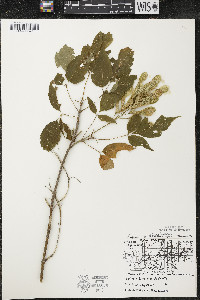 Acer negundo var. violaceum image