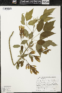 Acer negundo var. violaceum image