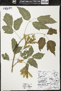 Acer negundo var. violaceum image