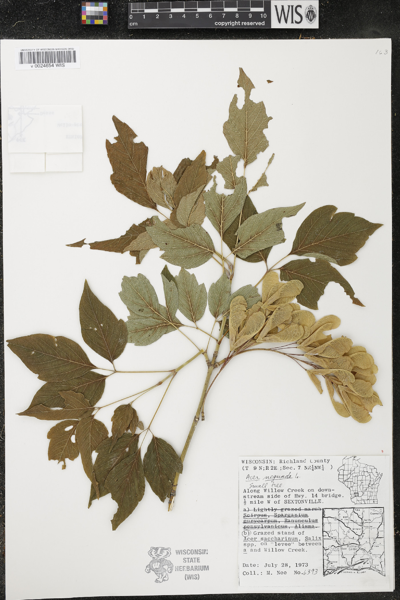 Acer negundo var. violaceum image