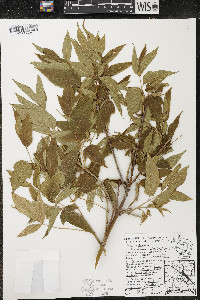 Acer negundo var. violaceum image
