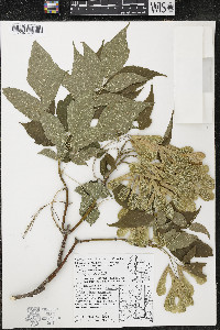 Acer negundo var. violaceum image