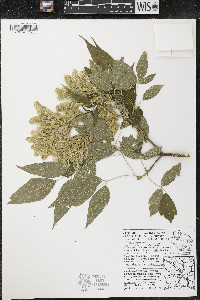 Acer negundo var. violaceum image