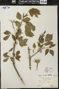 Acer negundo var. violaceum image