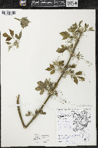 Acer negundo var. violaceum image