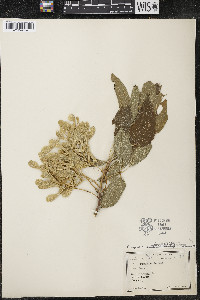 Acer negundo var. violaceum image