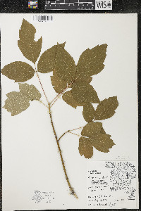 Acer negundo var. violaceum image