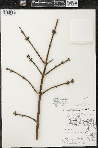 Acer negundo var. violaceum image