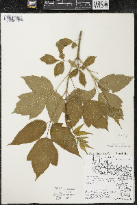 Acer negundo var. violaceum image