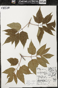 Acer negundo var. violaceum image