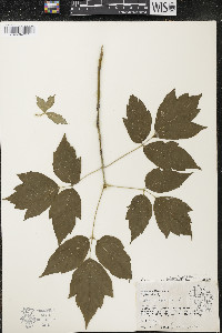 Acer negundo var. violaceum image