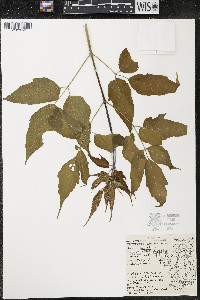 Acer negundo var. violaceum image