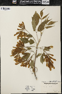 Acer negundo var. violaceum image