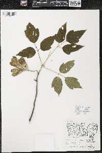 Acer negundo var. violaceum image