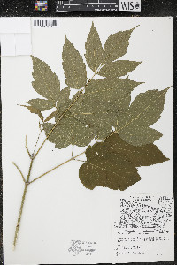 Acer negundo var. violaceum image