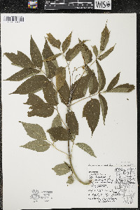 Acer negundo var. violaceum image