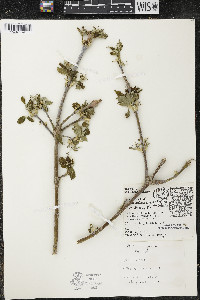 Acer negundo var. violaceum image