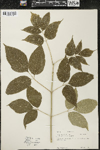 Acer negundo var. violaceum image