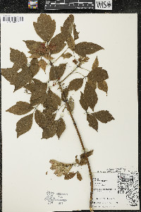 Acer negundo var. violaceum image