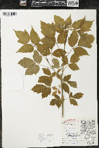 Acer negundo var. violaceum image