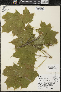 Acer saccharum var. saccharum image