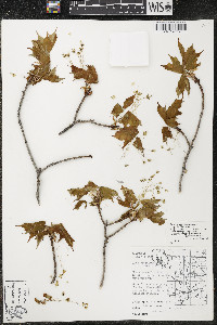 Acer saccharum var. saccharum image