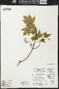 Acer saccharum var. saccharum image