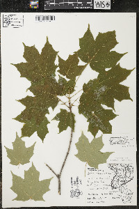 Acer saccharum var. saccharum image