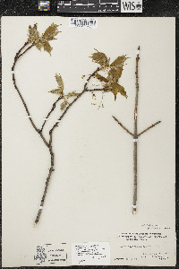 Acer saccharum var. saccharum image