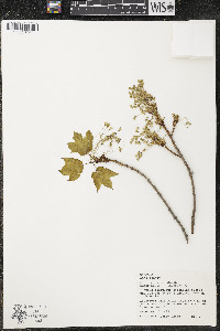 Acer saccharum var. saccharum image