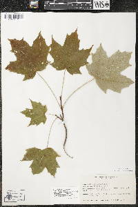 Acer saccharum var. saccharum image