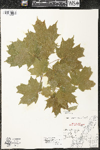 Acer saccharum var. saccharum image
