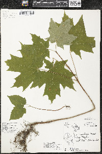 Acer saccharum var. saccharum image