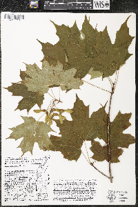 Acer saccharum var. saccharum image