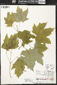 Acer saccharum var. saccharum image